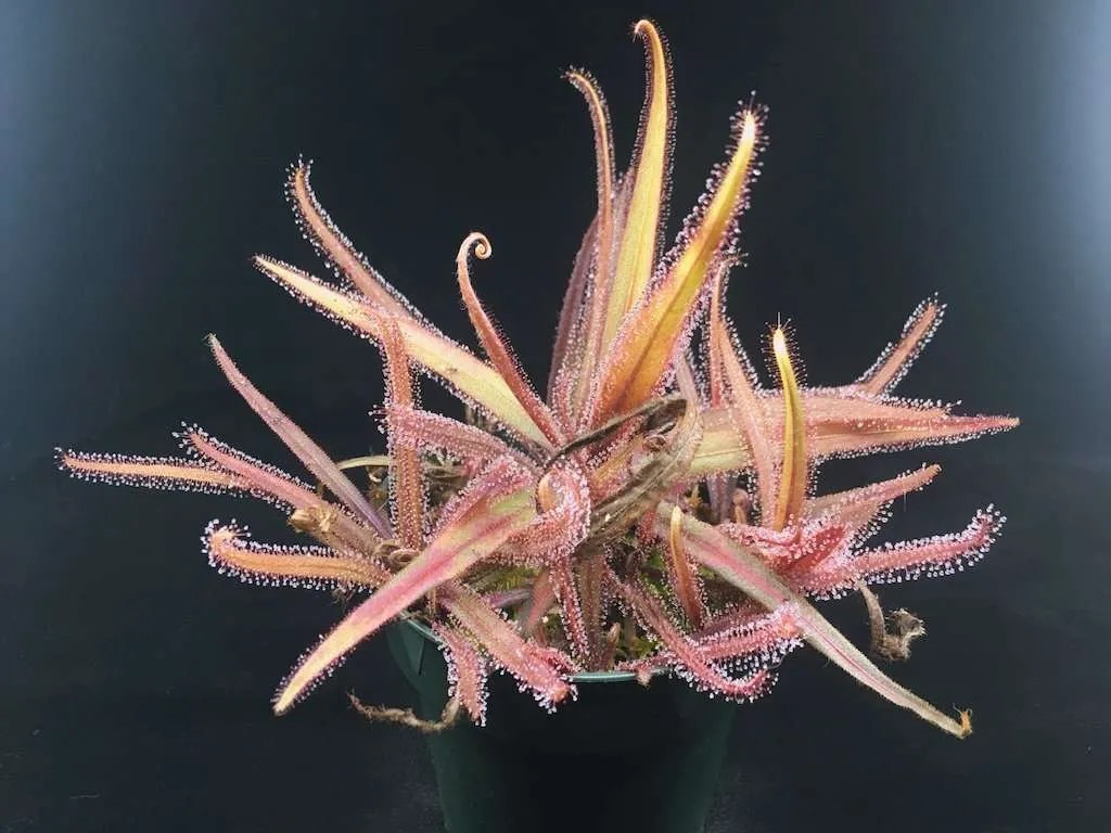 Drosera Adelae