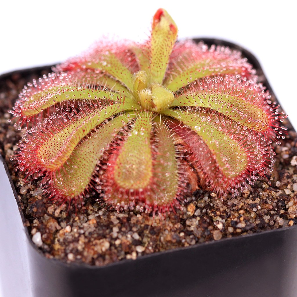 Drosera Aliciae