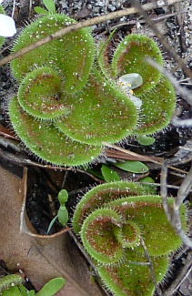 Drosera Erythrorhiza