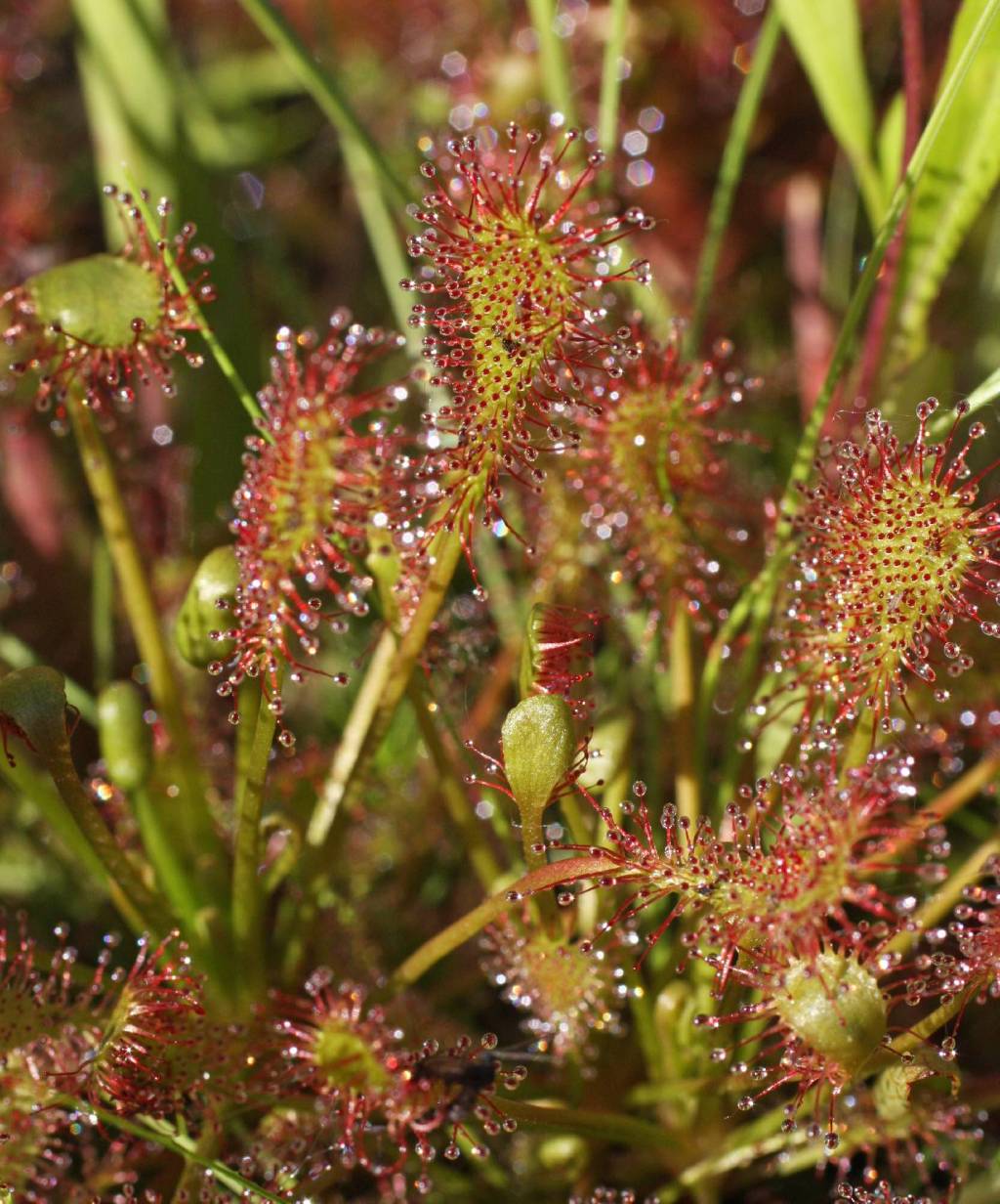 Drosera Intermedia