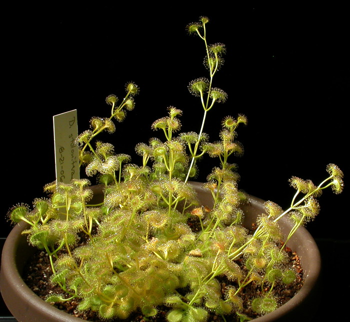 Drosera Hookeri