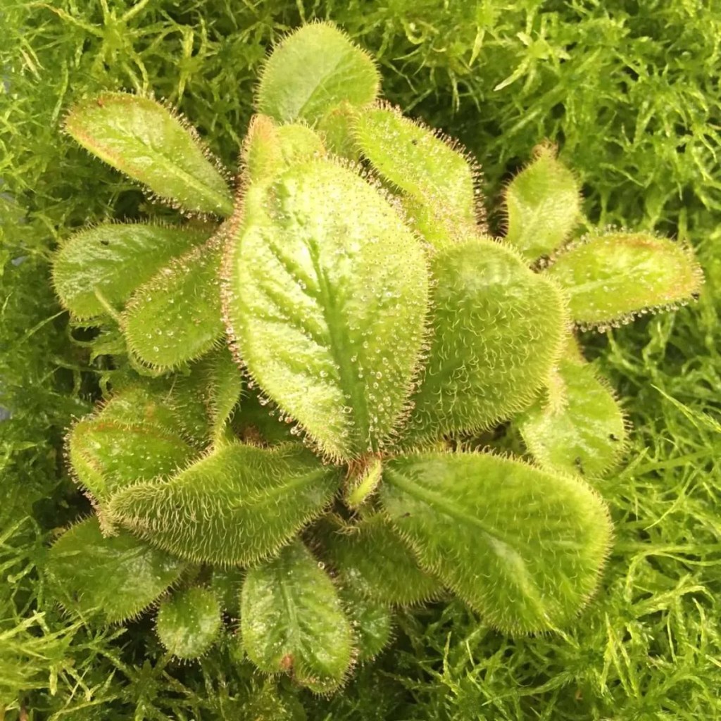Drosera Schizandra